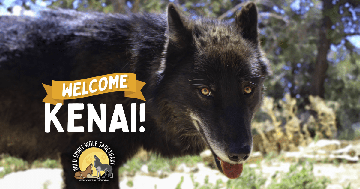 Wolfdog rescue, Kenai welcome home