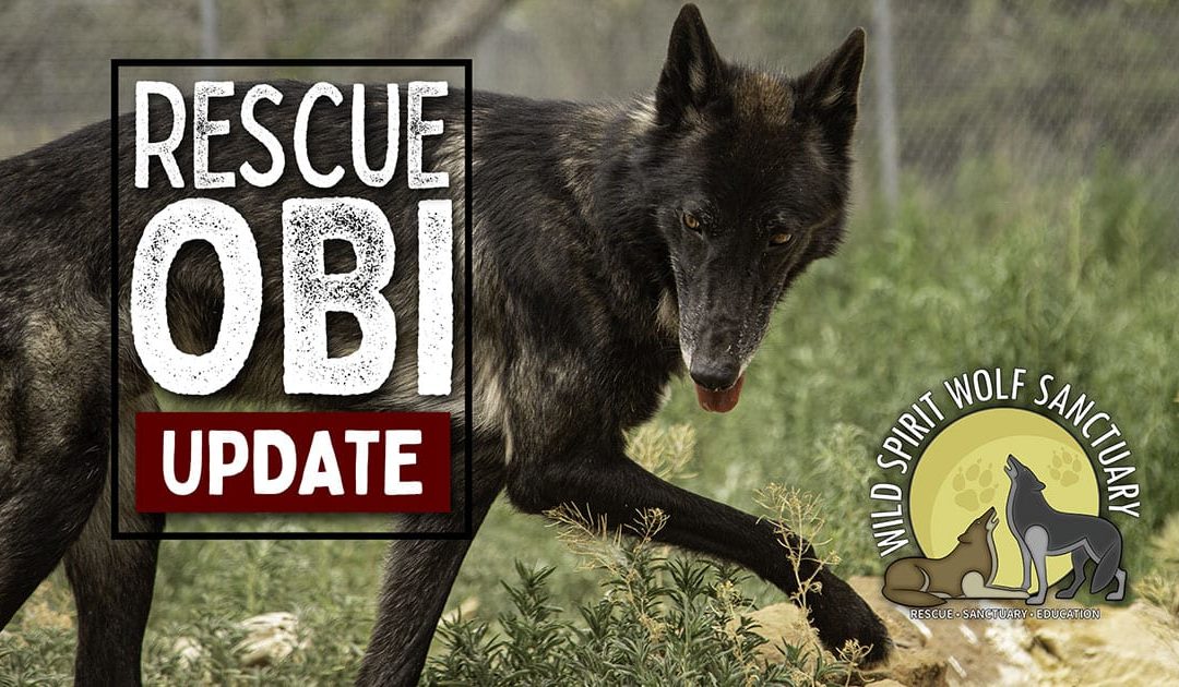 New Rescue Obi Update