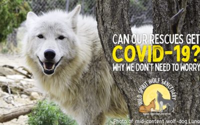 Can Our Rescues Get COVID-19?  Why We Don’t Need to Worry