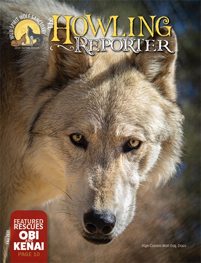 The Howling Reporter, November, 2020 Cover