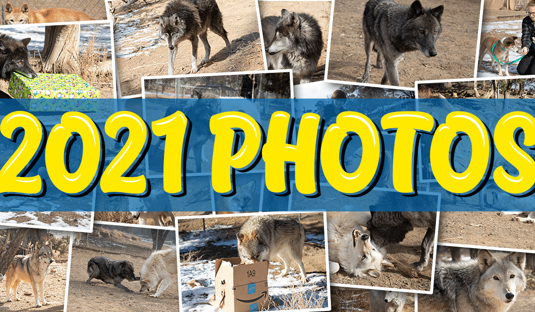 Photo Slideshow – March, 2021