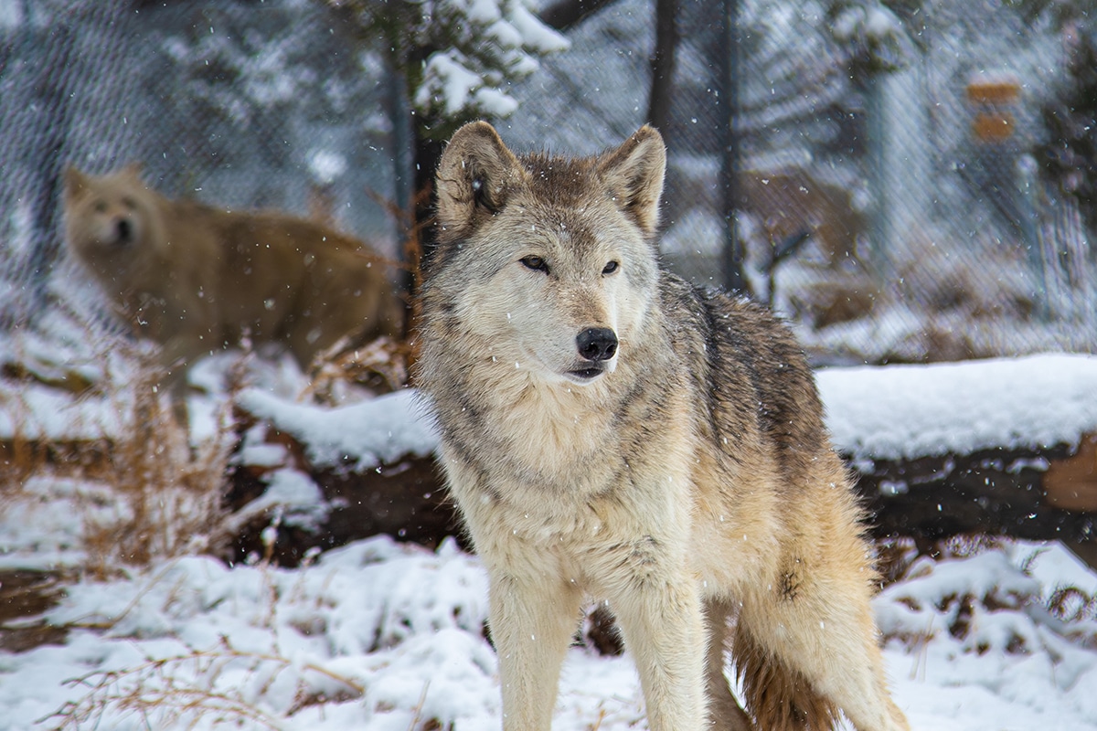 Agana | Wild Spirit Wolf Sanctuary
