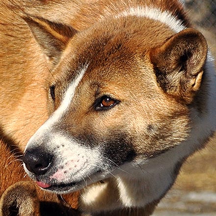 Bowie | Wild Spirit Wolf Sanctuary