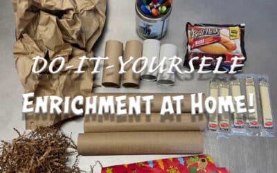 Do-it-Yourself Enrichment at Home