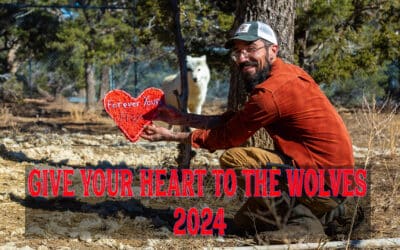 2024 Give Your Heart to the Wolves