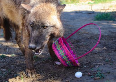 Wolfdog rescue, Naia Spring Baskets, 2020