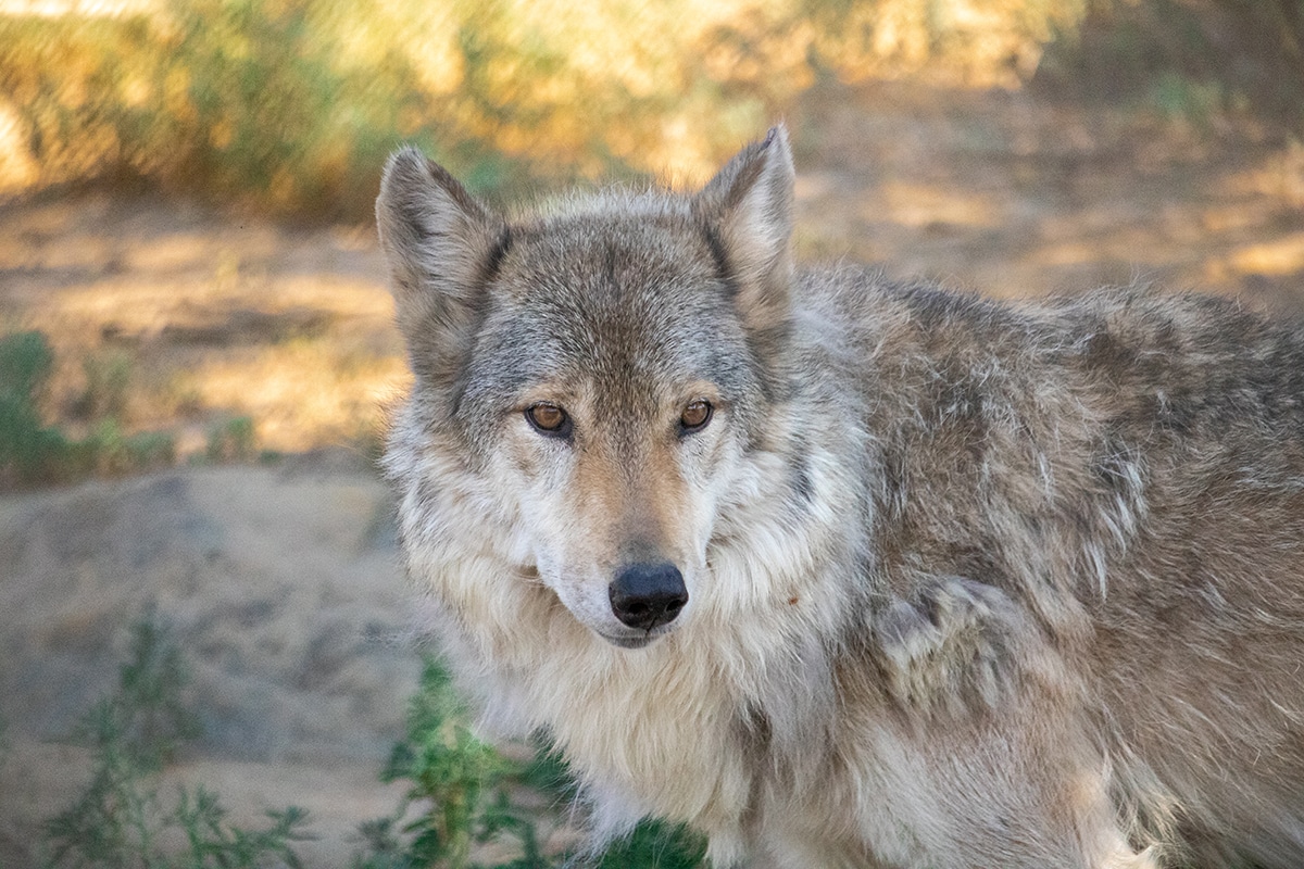 Kaya | Wild Spirit Wolf Sanctuary