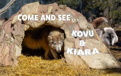 Come See Kovu & Kiara