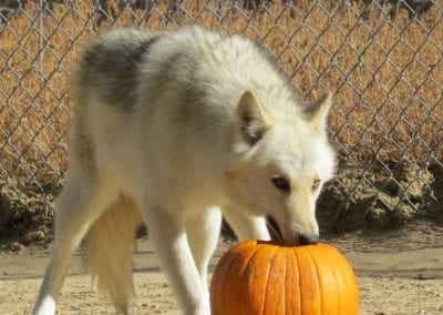 Wolfdog rescue, Lyca, with pumkin toss fall enrichment