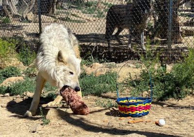 Wolfdog rescue, Nimoy Spring Baskets, 2020