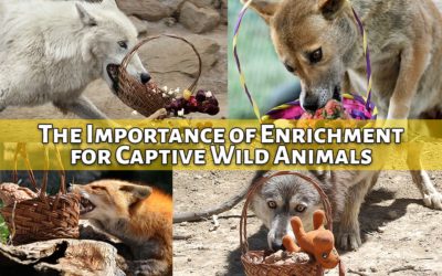 The Importance of Enrichment for Captive Wild Animals