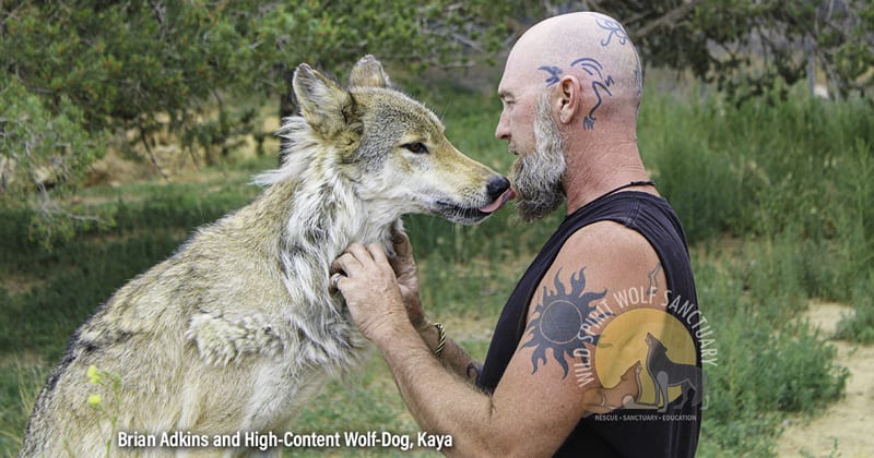 Brian Adkins with wolfdog rescue, Kaya