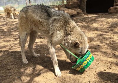 Wolfdog rescue, Quinn Spring Baskets, 2020