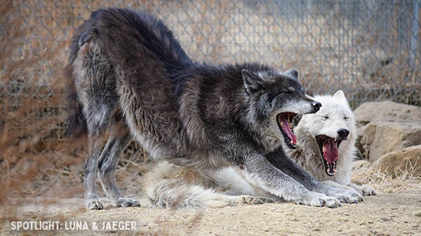 Spotlight Luna and Jaeger - Wolfdog Rescues