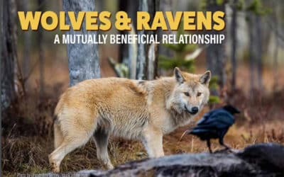 Wolves & Ravens: A Mutually Beneficial Relationship