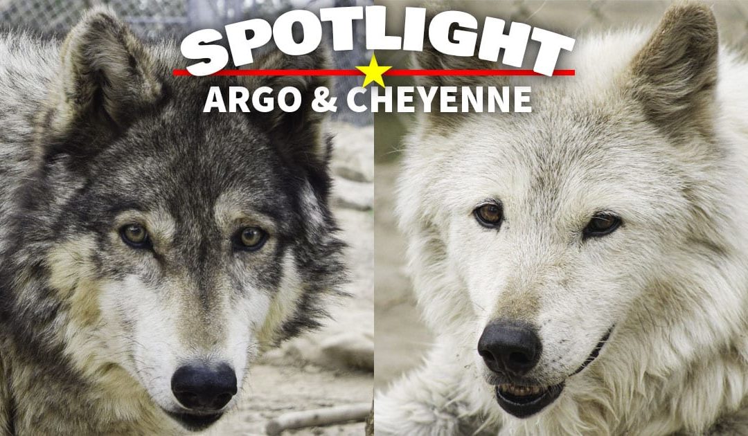 Spotlight: Argo & Cheyenne