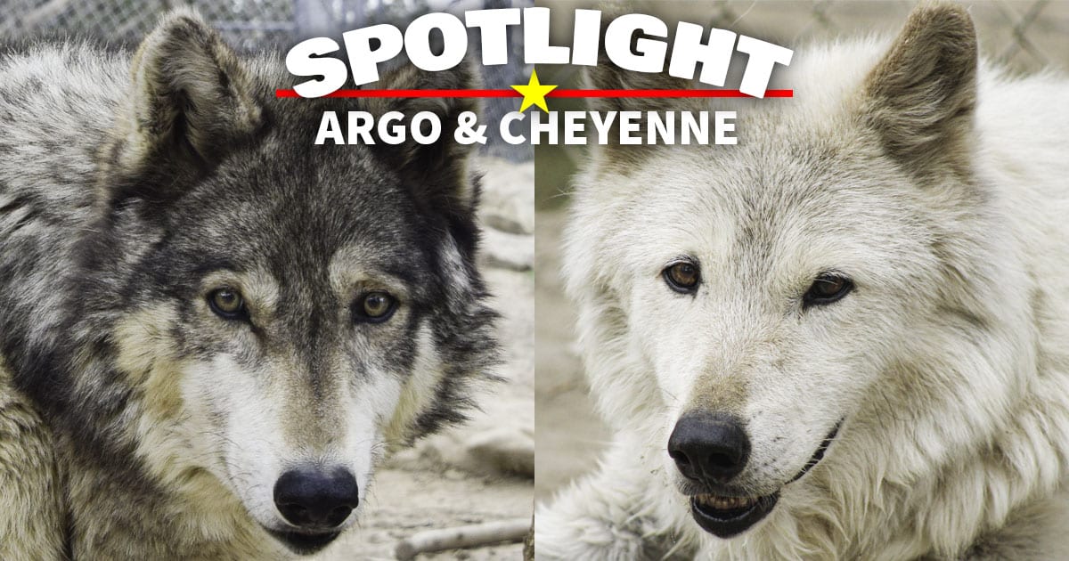 Argo & Cheyenne