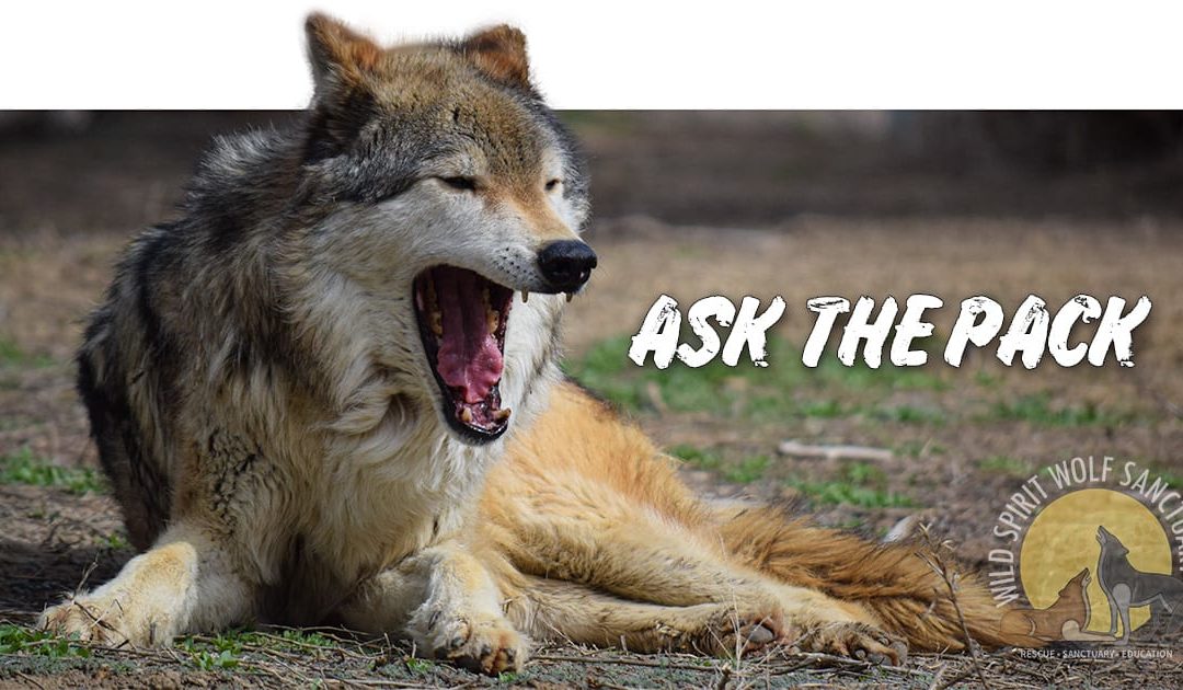 Ask The Pack – What initially prompted or inspired you to apply to become a part of the WSWS team?