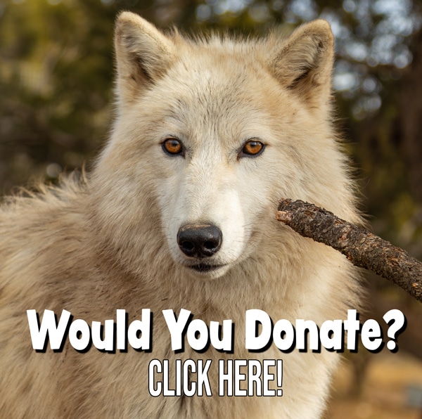 Azriel asks you to donate!