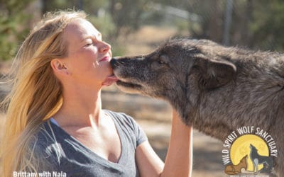 What Wolves Can Teach Us About Leadership & Teamwork