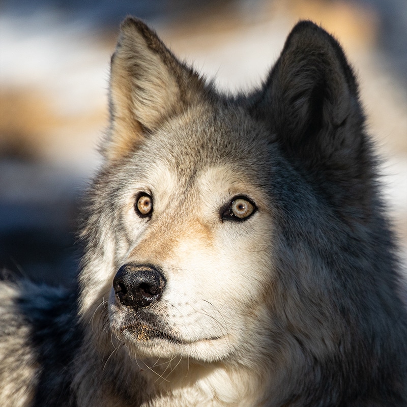 Cinder - High-Content Wolfdog