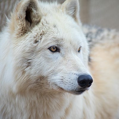 Crow | Wild Spirit Wolf Sanctuary