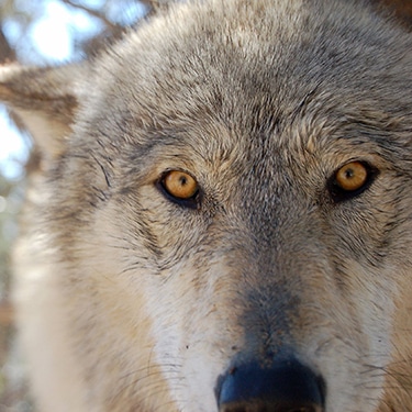 Dakota | Wild Spirit Wolf Sanctuary