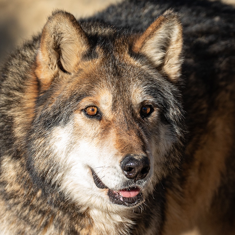 Denahi - Mid-content wolfdog
