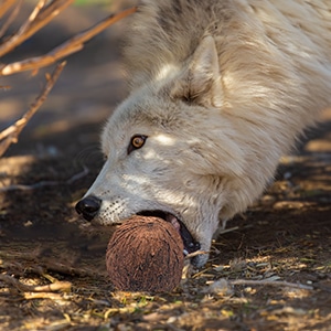 Spring Basket Enrichment Event