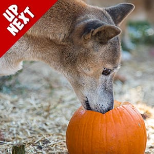 Pumpkin Toss Enrichment Event Up Next