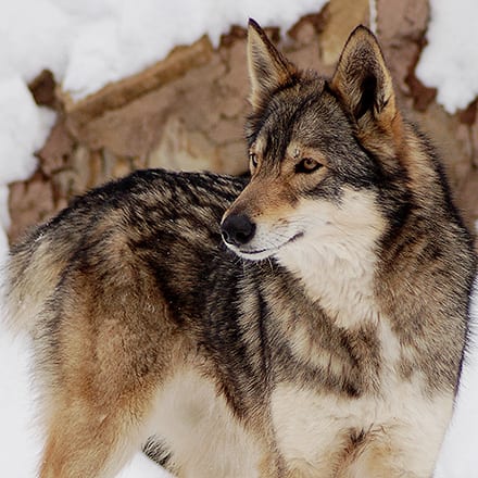 Goldie | Wild Spirit Wolf Sanctuary