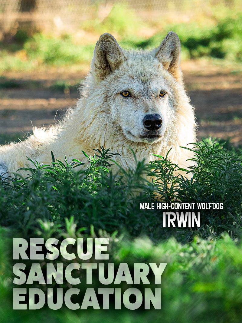 High-Content Wolfdog, Irwin