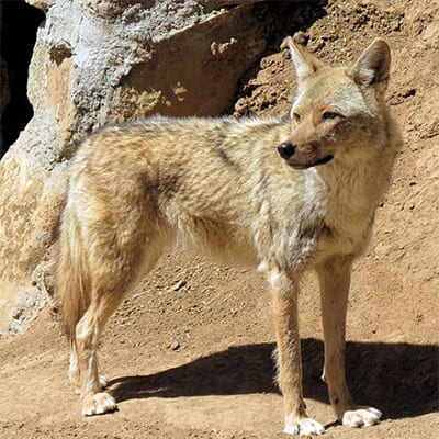 Jasa - Coyote