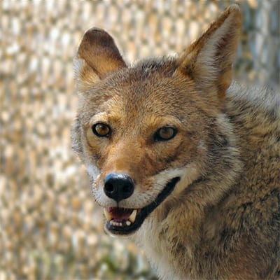 Jasa - Coyote