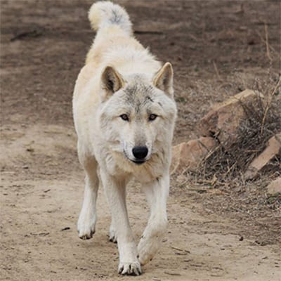 Kabbalah - Mid-Content Wolf-Dog