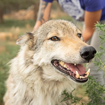 Kaya - High-Content Wolf-Dog
