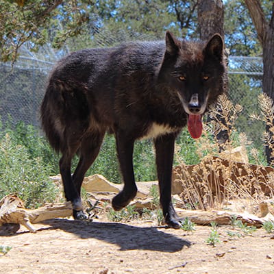 Kenai | Wild Spirit Wolf Sanctuary