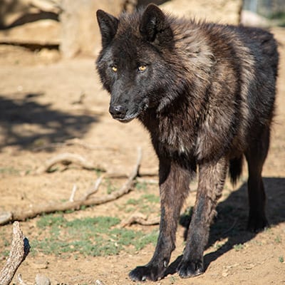 Lobo - High-Content Wolf-Dog