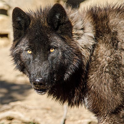 Lobo - High-Content Wolf-Dog