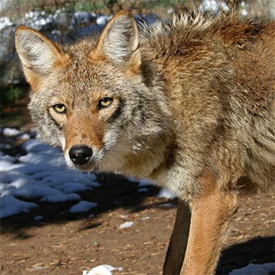 Maine - Coyote