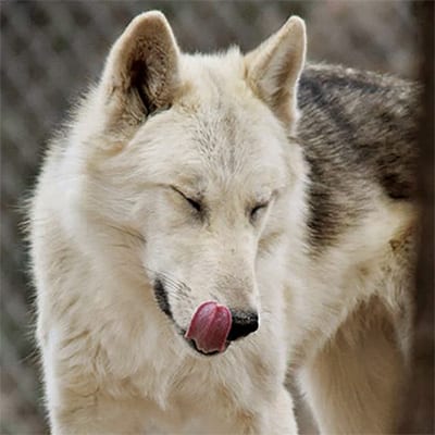 Mystique - Low-Content Wolf-Dog