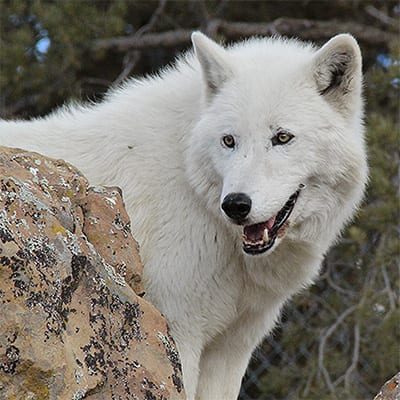 Powder - Arctic Wolf