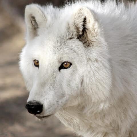 Riot | Wild Spirit Wolf Sanctuary