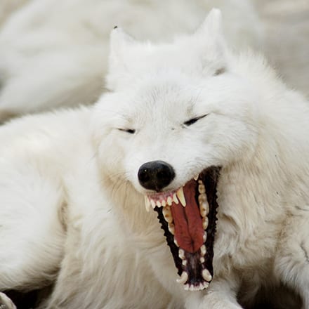 Riot - High-Content Wolf-Dog