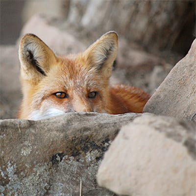 Romeo - Red Fox