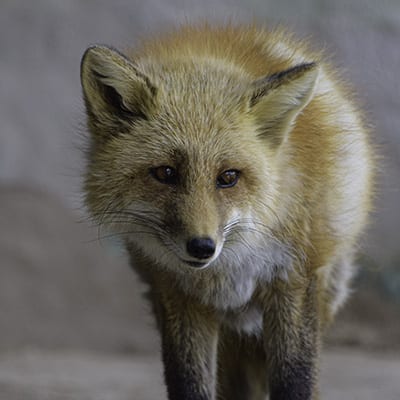 Romeo - Red Fox