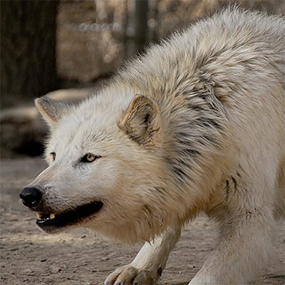 Savannah - High-Content Wolf-Dog