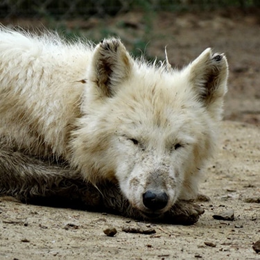 Shae | Wild Spirit Wolf Sanctuary