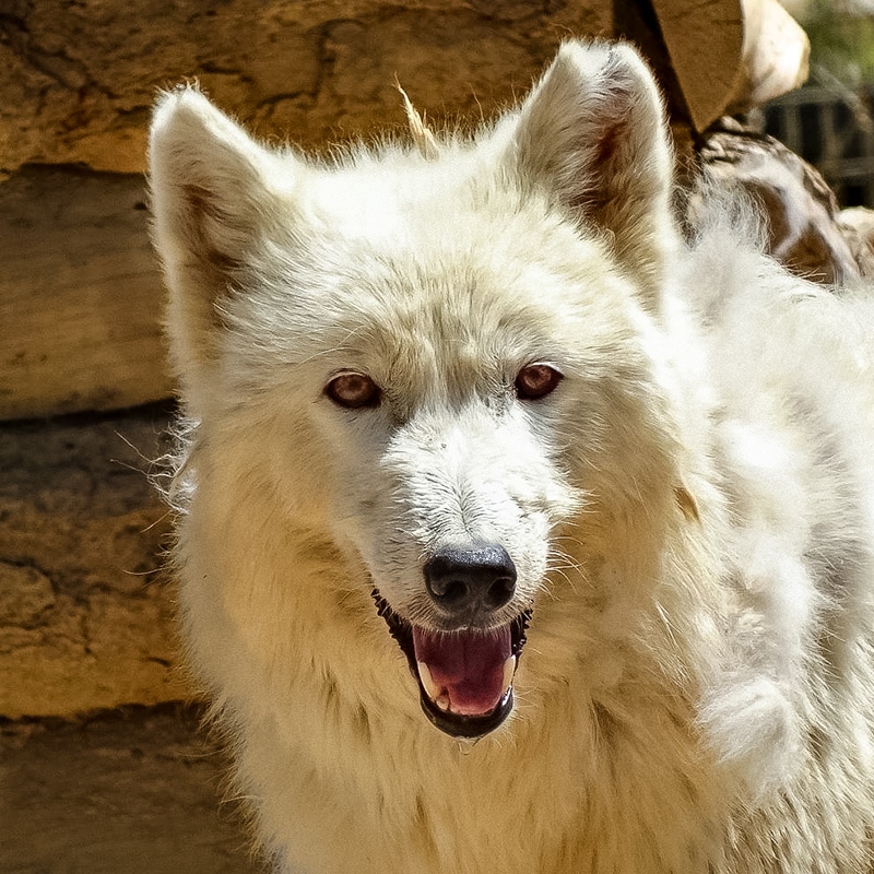 Brienne - High-Content Wolfdog