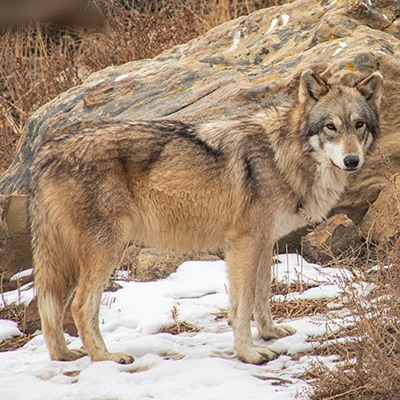 Sox | Wild Spirit Wolf Sanctuary